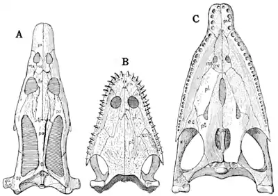 The Osteology of the Reptiles p57 Fig-47.png