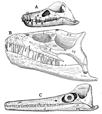 The Osteology of the Reptiles p58.png