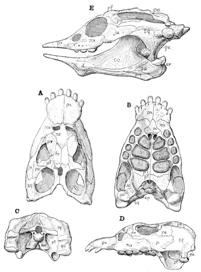 The Osteology of the Reptiles p59.png