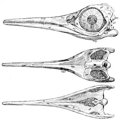 The Osteology of the Reptiles p61.png