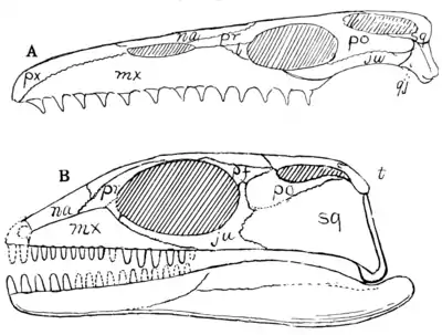 The Osteology of the Reptiles p63.png