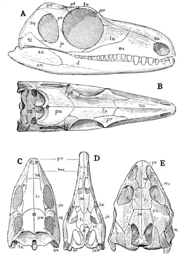 The Osteology of the Reptiles p64.png