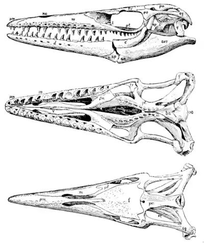 The Osteology of the Reptiles p67.png