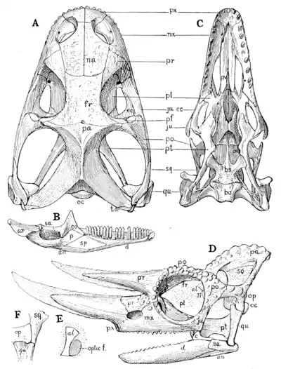 The Osteology of the Reptiles p68.png