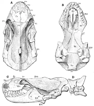 The Osteology of the Reptiles p69.png