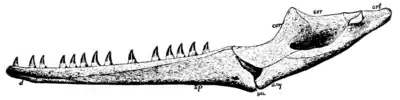 The Osteology of the Reptiles p71 Fig-58.png
