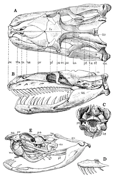 The Osteology of the Reptiles p73.png