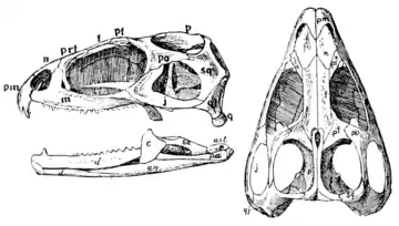 The Osteology of the Reptiles p74 Fig-60.png