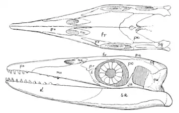 The Osteology of the Reptiles p74 Fig-61.png
