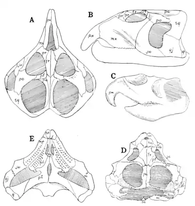 The Osteology of the Reptiles p75.png