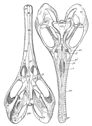 The Osteology of the Reptiles p76.png
