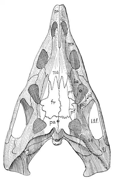 The Osteology of the Reptiles p78.png