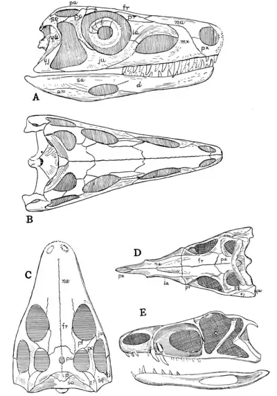 The Osteology of the Reptiles p80.png