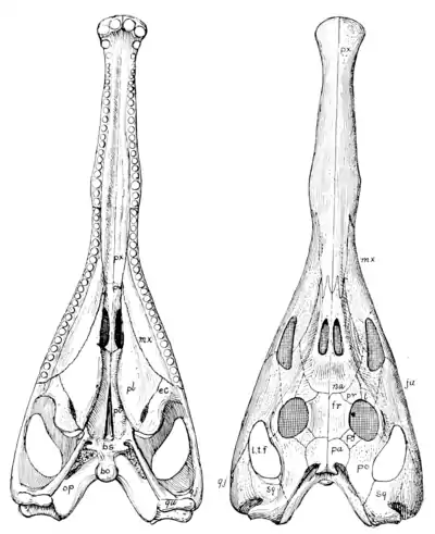 The Osteology of the Reptiles p81.png