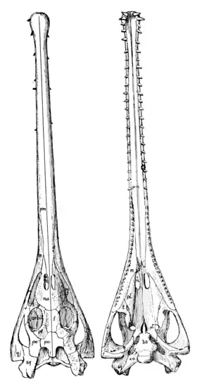 The Osteology of the Reptiles p82.png