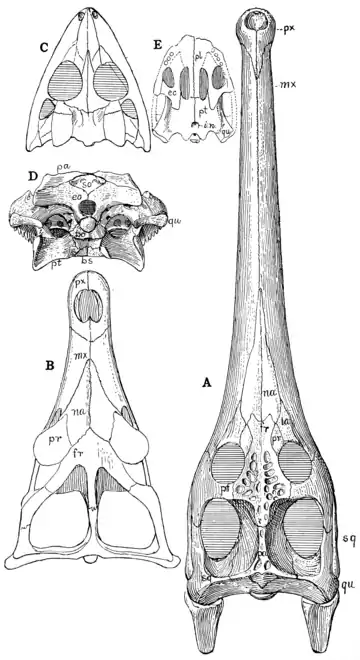 The Osteology of the Reptiles p84.png