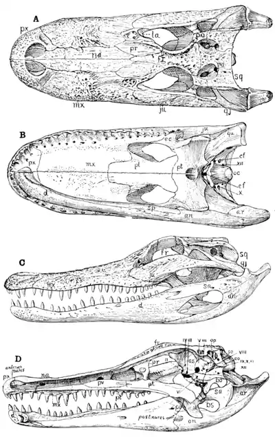The Osteology of the Reptiles p85.png