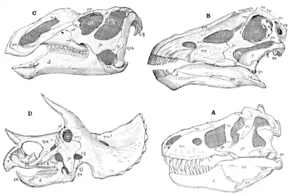 The Osteology of the Reptiles p87.png