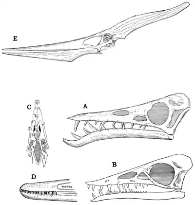 The Osteology of the Reptiles p88.png