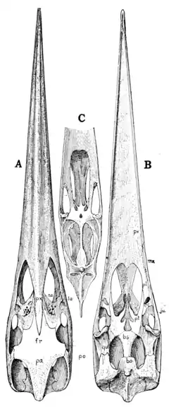 The Osteology of the Reptiles p89.png