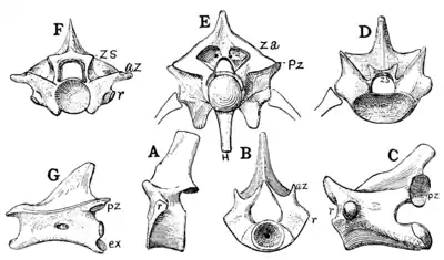 The Osteology of the Reptiles p90.png