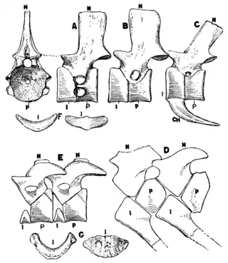 The Osteology of the Reptiles p98.png
