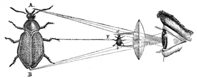 The wonders of optics - Fig 32.png