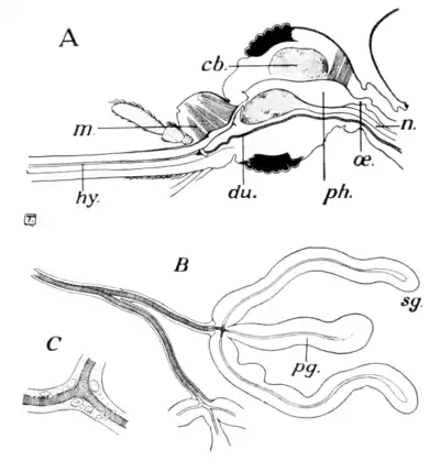 Tropical Diseases - Fig 14.png