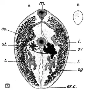Tropical Diseases - Fig 162.png