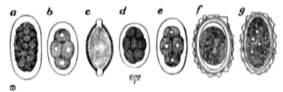 Tropical Diseases - Fig 168.png