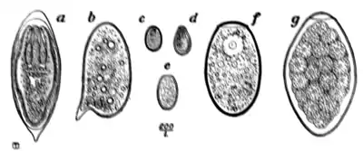 Tropical Diseases - Fig 169.png