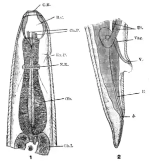 Tropical Diseases - Fig 184.png