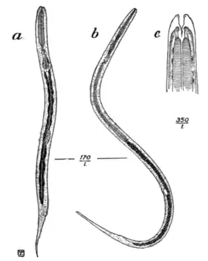 Tropical Diseases - Fig 185.png