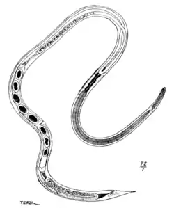 Tropical Diseases - Fig 186.png