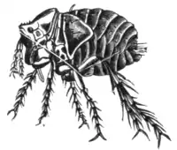 Tropical Diseases - Fig 208.png