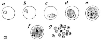 Tropical Diseases - Fig 21.png