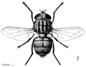 Tropical Diseases - Fig 212.png