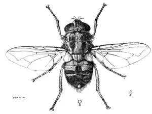 Tropical Diseases - Fig 218.png