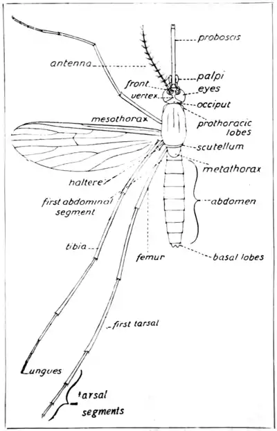 Tropical Diseases - Fig 23.png