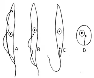 Tropical Diseases - Fig 239.png