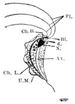 Tropical Diseases - Fig 241.png