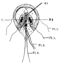 Tropical Diseases - Fig 242.png