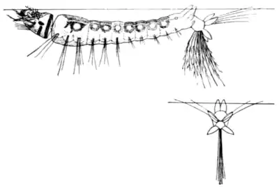 Tropical Diseases - Fig 27.png
