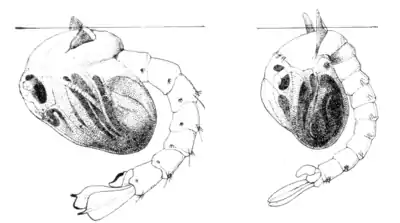 Tropical Diseases - Fig 29.png