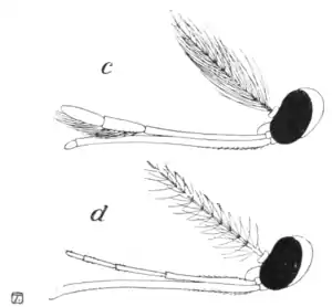 Tropical Diseases - Fig 31.png