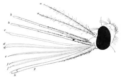 Tropical Diseases - Fig 32.png
