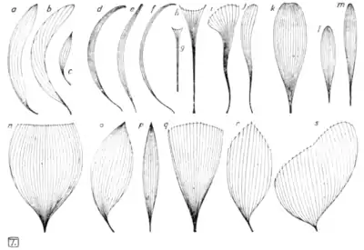 Tropical Diseases - Fig 35.png