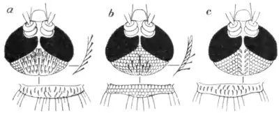 Tropical Diseases - Fig 36.png