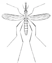Tropical Diseases - Fig 39.png
