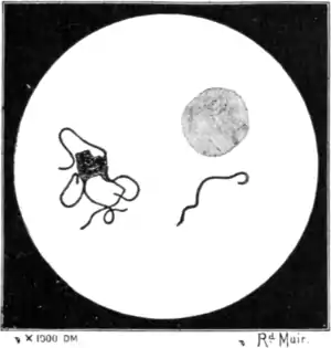 Tropical Diseases - Fig 4.png